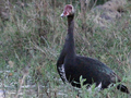 Spur-winged Goose